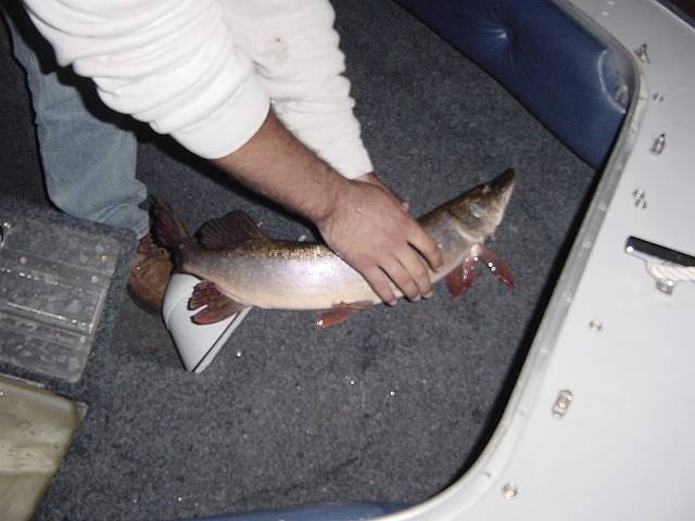droppedpike1.jpg (640x480; 37346 bytes)