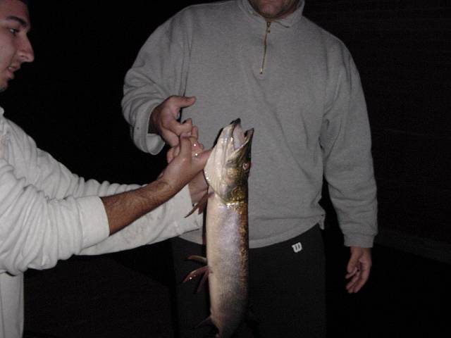 droppedpike2.jpg (640x480; 25167 bytes)