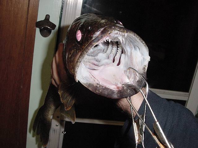 ericwalleye3.jpg (640x480; 42530 bytes)