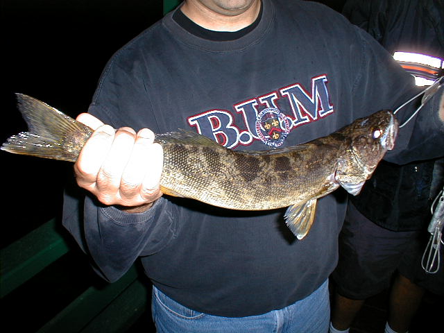 kevinwalleye2.jpg (640x480; 61910 bytes)