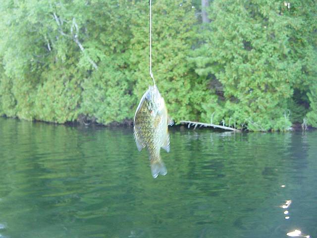 mosterfish.jpg (640x480; 45866 bytes)