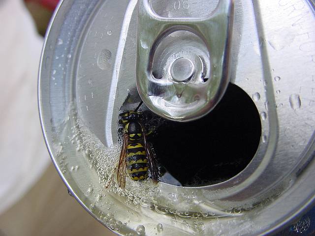 drunkbee.jpg (640x480; 44211 bytes)
