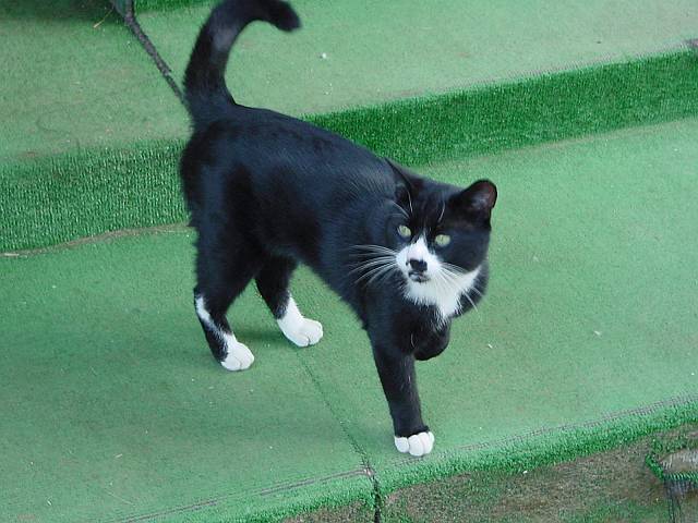 herekitty1.jpg (640x480; 50264 bytes)