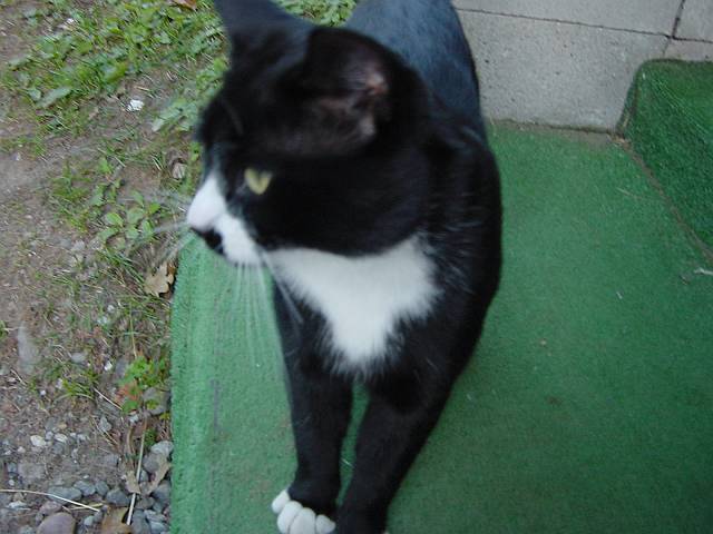 herekitty2.jpg (640x480; 43890 bytes)