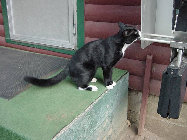 herekitty3.jpg (640x480; 44767 bytes)