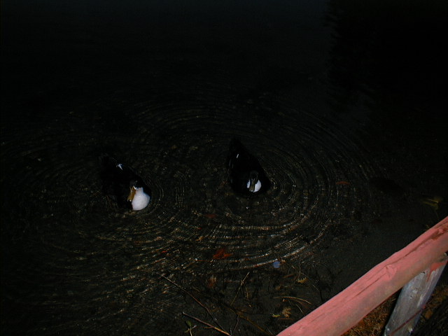honkbill2.jpg (640x480; 57241 bytes)